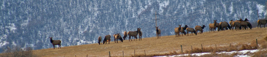 Wildlife