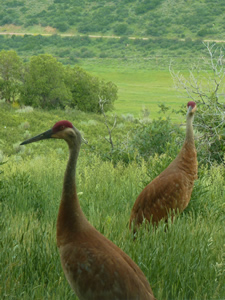 Birds